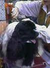 Felix pregatindu-se ptr. intrarea in ring - CAC Constanta 2001