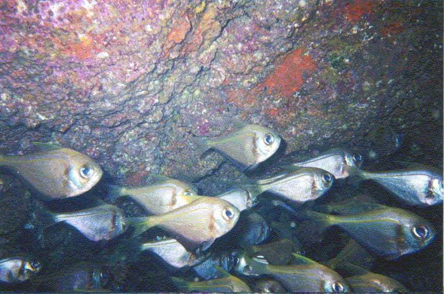 Bullseyes under a ledge