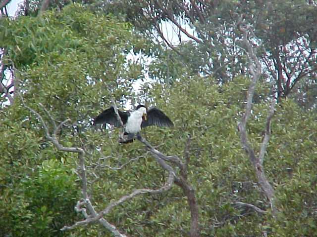 Cormorant