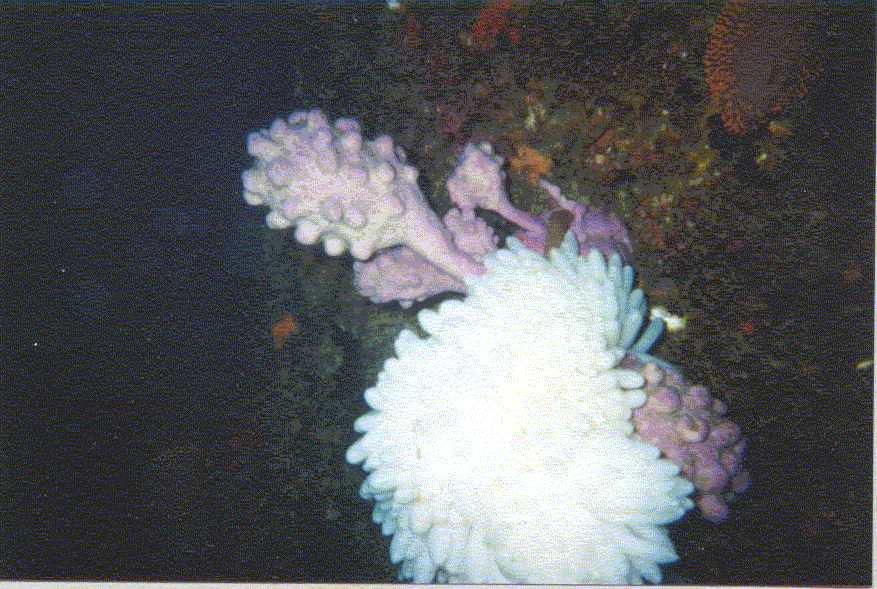 Cuttlefish eggs on a rock