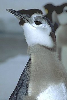 Emperor penguins with chicks. Hear the call of a male emperor penguin