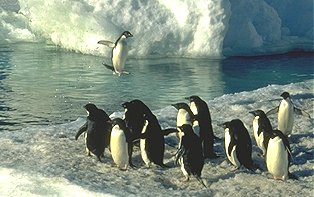 A flying penguin ! Hear the call of an adult adelie penguin.