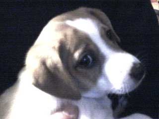 a young Basil
