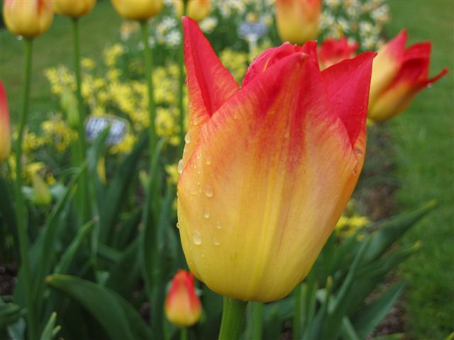 Robin's Tulip, La Conner, Washington