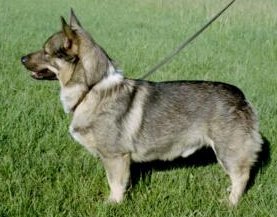 Fennican Viking Ving