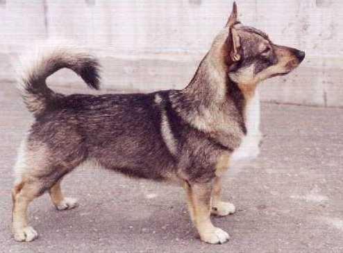 Fennican Assa Tassa