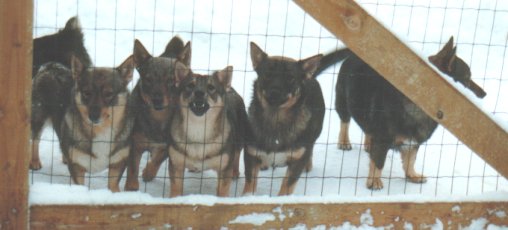 Fennican Helma, Yvonne, Gladiolus, Kimsson & Oliver