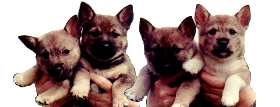 Fennican Heino Helma's puppies