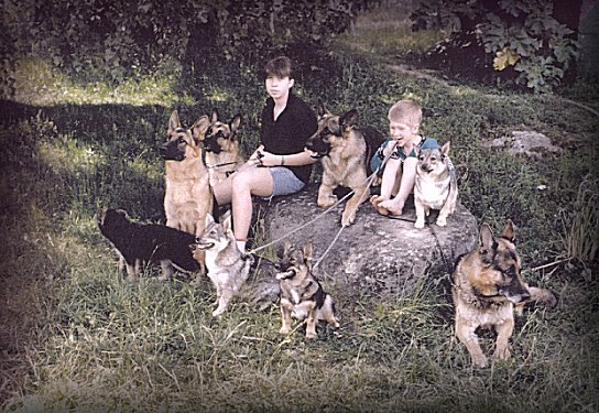 Heidi, Harri, German Shepherds & 3 Vallhunds