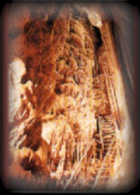 Grutas 1