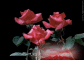 Postal 2