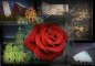 Postal 12
