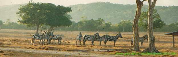 Safari land