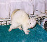fuzzies027.jpg