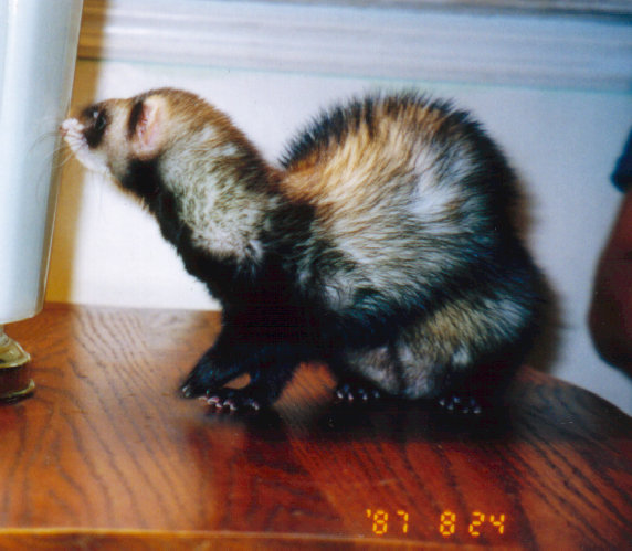 fuzzies039.jpg