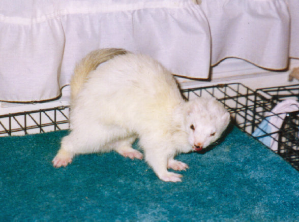 fuzzies041.jpg