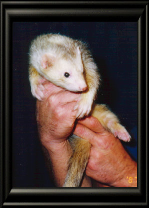 fuzzies050.jpg