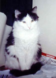 orphi
