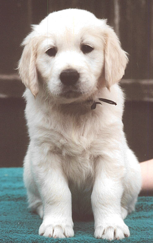 sand pond golden retrievers fernfall golden retrievers sand pond golden retrievers fernfall golden retrievers