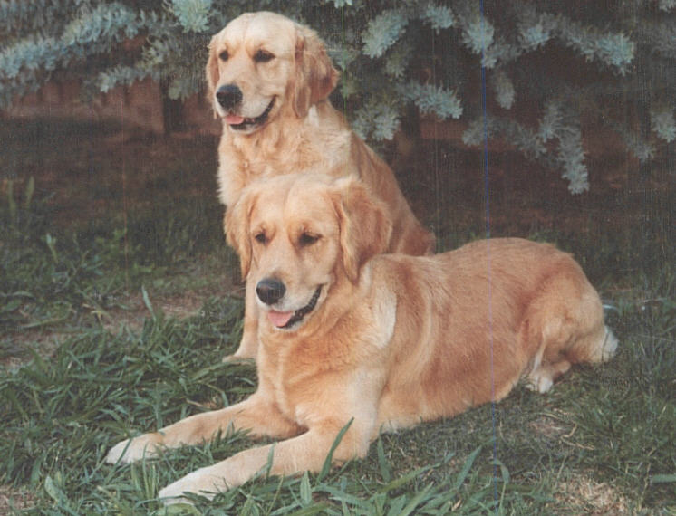 sand pond golden retrievers fernfall golden retrievers sand pond golden retrievers fernfall golden retrievers