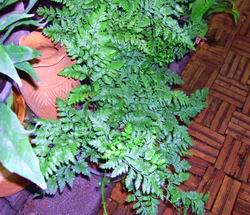 [ Rumohra adiantiformis ]