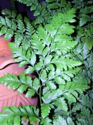 [ Leather Leaf ]