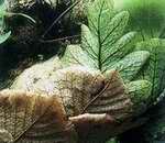 [Drynaria]