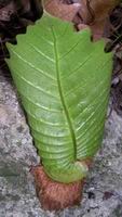 [D. quercifolia]