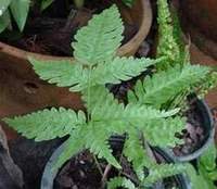 Pteris biaurita