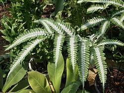 Pteris argyraea