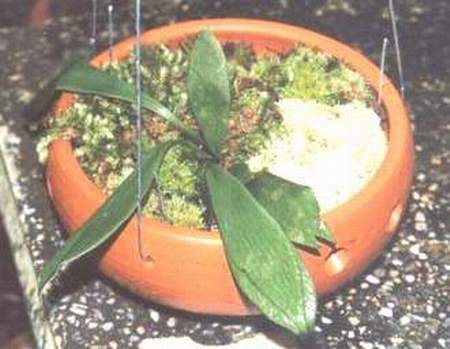 [callifolia]