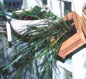 [�Ժ��� ensiformis]
