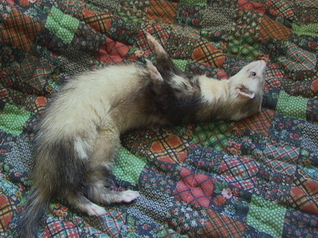 BOB was abandoned by his owner, yet is as sweet as they come. He now has four fuzzy friends!