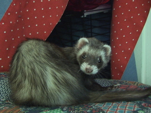 MOLLY cannot use her back legs any more, but is active and affectionate. She is another permanent resident with medical needs.