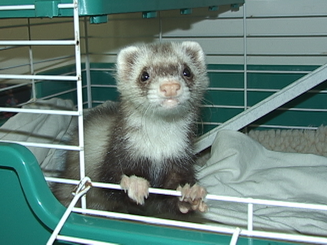 PIXIE was rescued from a garbage can, flea-ridden and feather light. She's healthy and has buddies now.