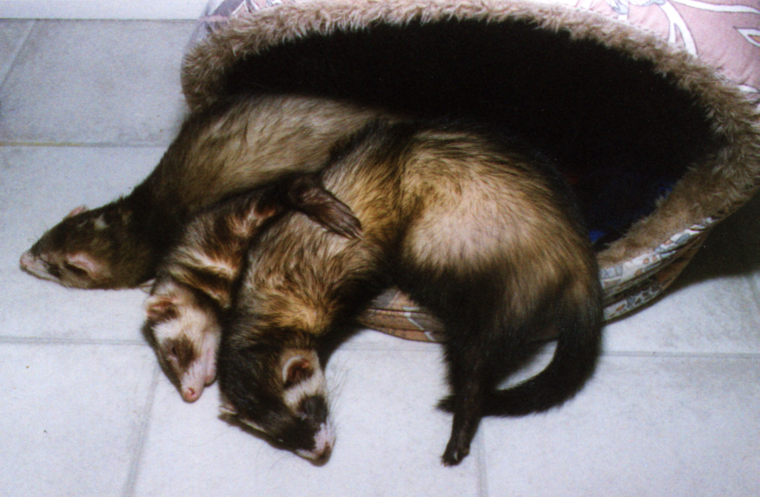 TIGGER, WOODY and RASCAL were our first three shelter ferrets. All have now crossed the Rainbow Bridge.
