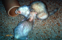 Frik and Frak are a little camera shy...