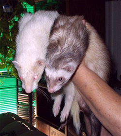 Pink & Floyd