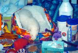 Sunflower enjoys Christmas morning