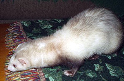 and more of Sweet Pea