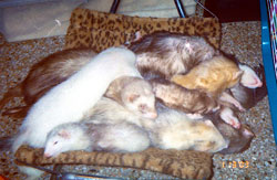 get your paw off my neck, man!