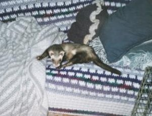 Simon