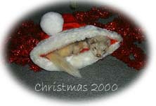 Christmas with Bones...