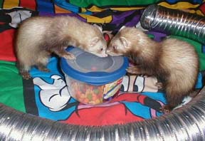Face Off!
