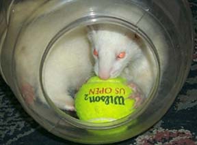 Snow & his tennis ball