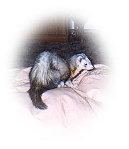 Bones about 2 yrs old