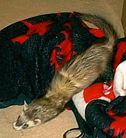 sheba- carpet shark