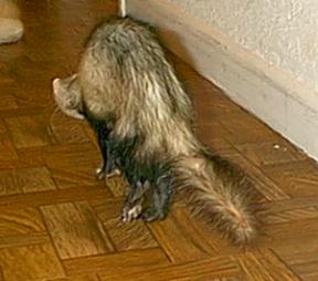 sheba- tail flared & ready to fight