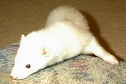 whitey