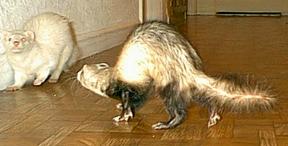 whitey/buttercup fighting